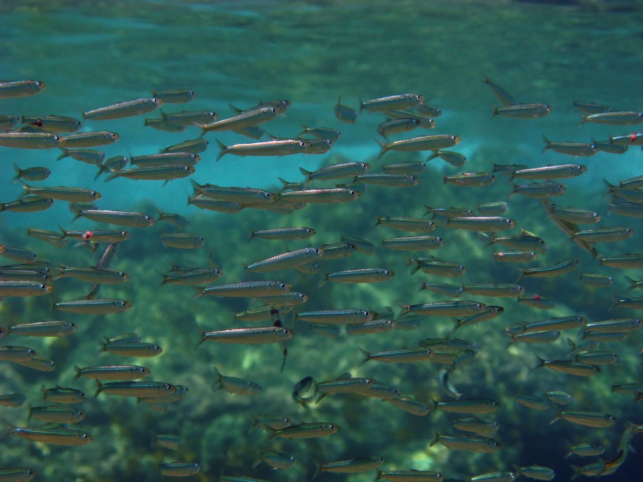 Sardina pilchardus